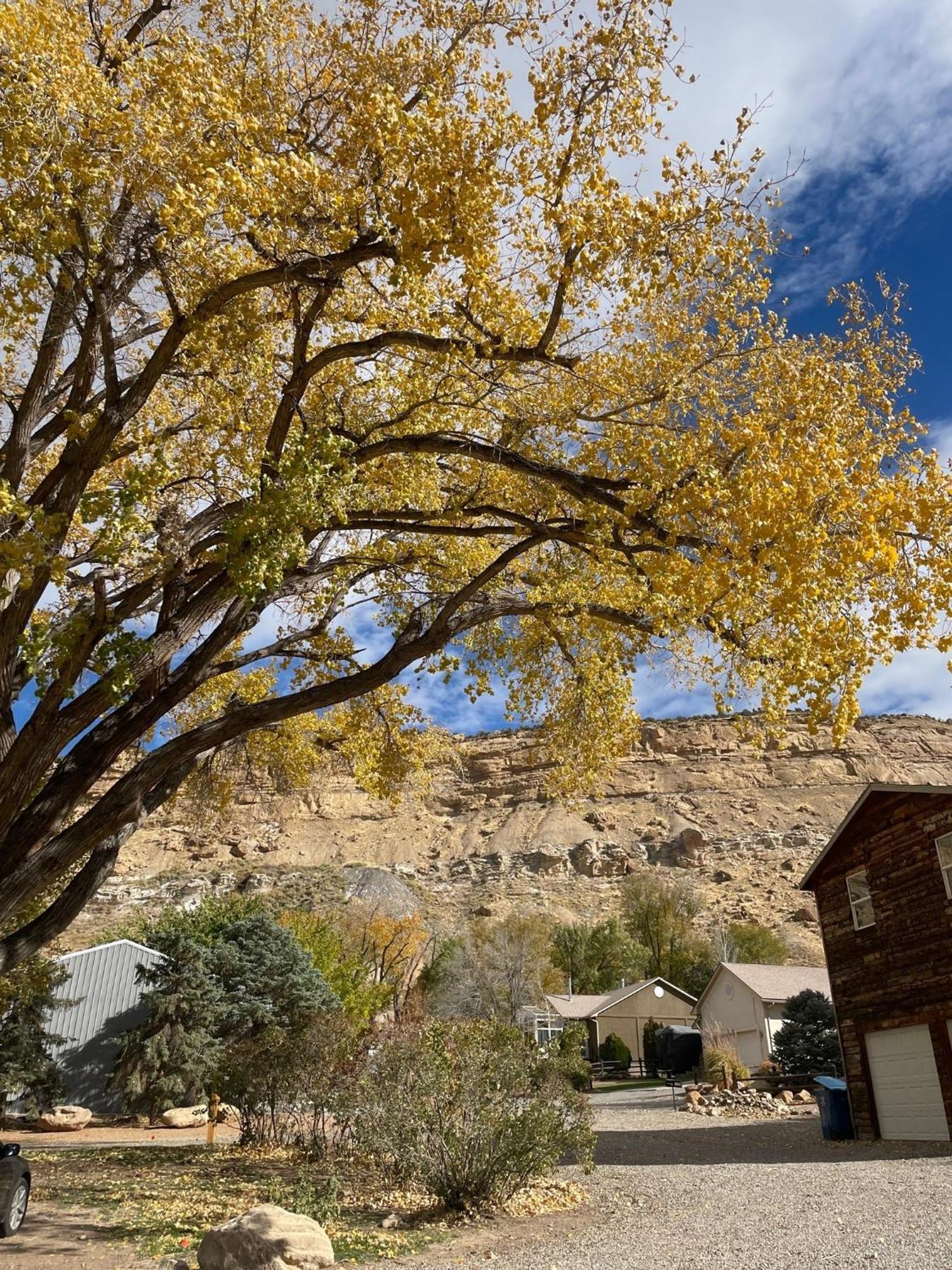 The Homestead Palisade Extérieur photo